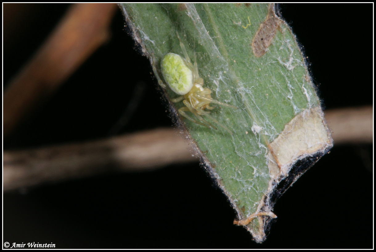 Araneae d''Israele - Need ID